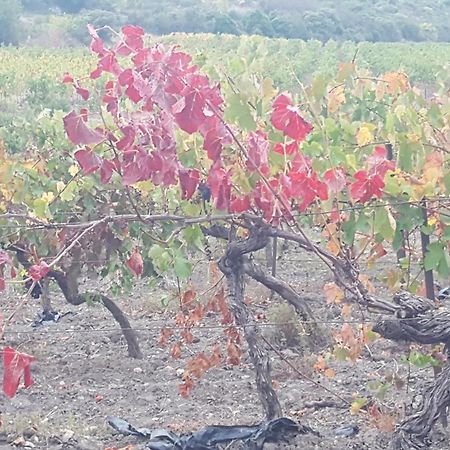 Gite Dans Ancienne Bergerie En Pleine Garrigue Fraisse-des-Corbieres Екстер'єр фото