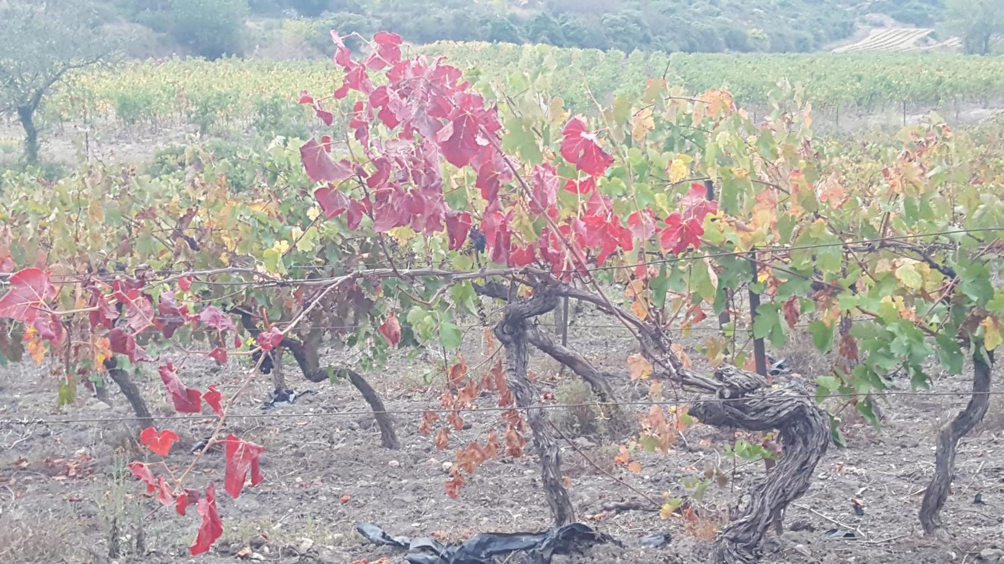 Gite Dans Ancienne Bergerie En Pleine Garrigue Fraisse-des-Corbieres Екстер'єр фото
